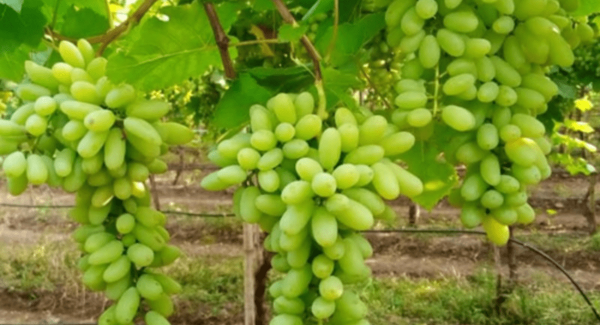 अंगूर खाने के 10 फायदे - 10 Benefits of Eating Grapes