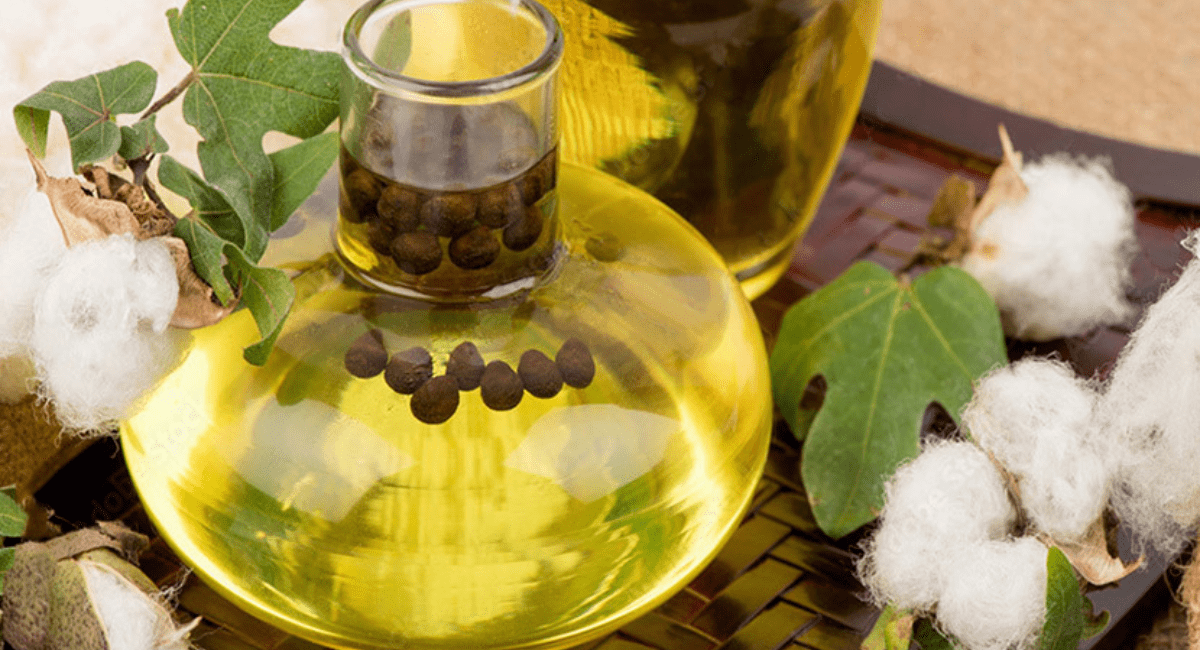 कपासिया तेल खाने के फायदे - 6 Benefits of Cotton seed Oil 