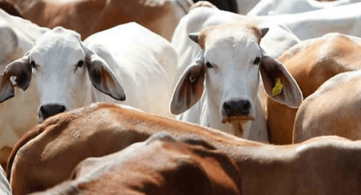 गाय को माता क्यों कहा जाता है - Cow ko Mata Kyu Kaha Jata hai