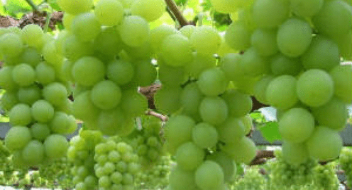अंगूर खाने के 10 फायदे - 10 Benefits of Eating Grapes