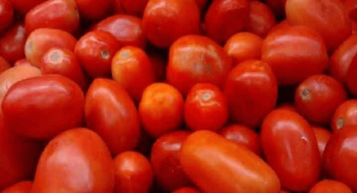 ज्यादा टमाटर खाने के नुकसान - 5 Side Effects of Tomato For Health 2 ज्यादा टमाटर खाने के नुकसान - 5 Side Effects of Tomato For Health