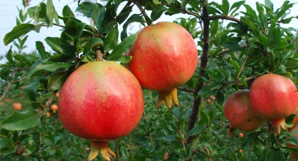 अनार खाने के फायदे - Pomegranate Benefits For Health