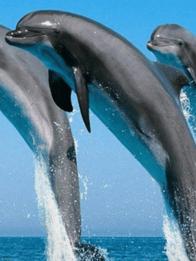 places to see dolphin (7)