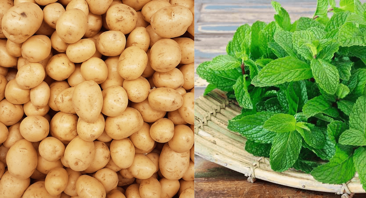 आंखों को ठंडक पहुंचाने के लिए होममेड मास्क - 7 Homemade mask to cool the eyes 5 आंखों को ठंडक पहुंचाने के लिए होममेड मास्क - 7 Homemade mask to cool the eyes