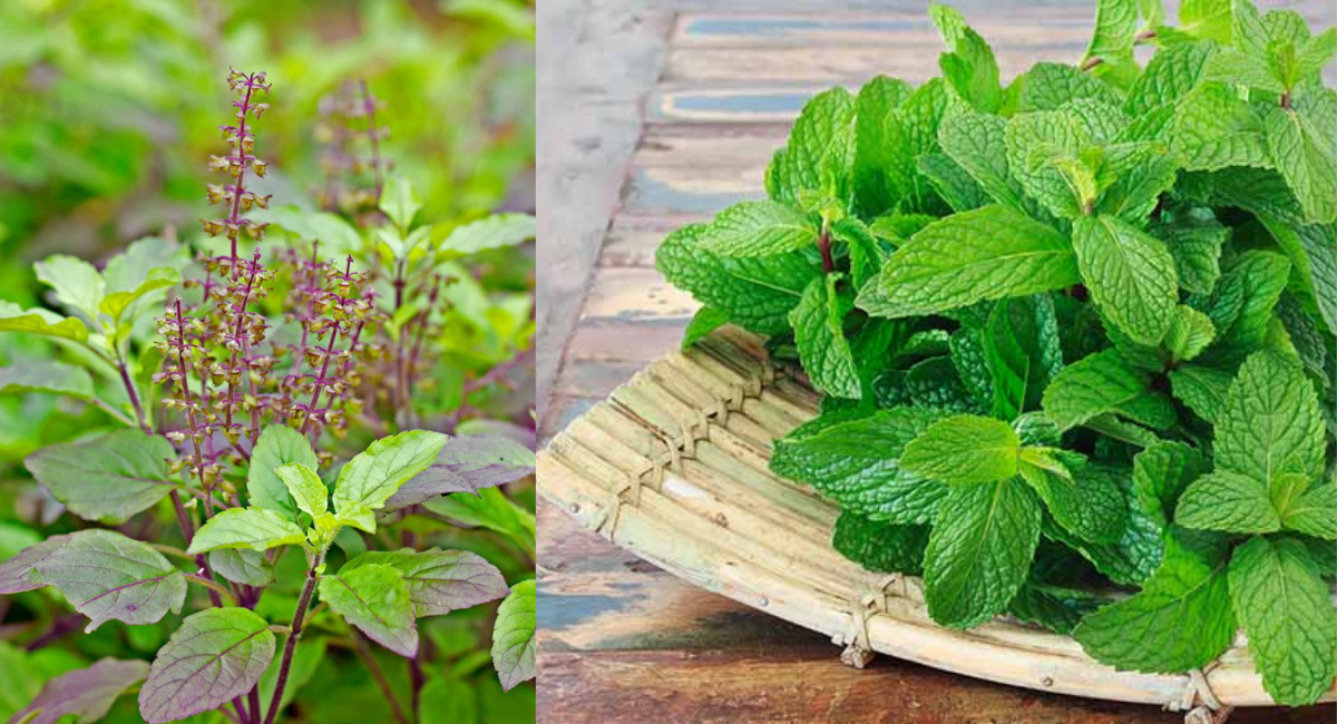 आंखों को ठंडक पहुंचाने के लिए होममेड मास्क - 7 Homemade mask to cool the eyes 7 आंखों को ठंडक पहुंचाने के लिए होममेड मास्क - 7 Homemade mask to cool the eyes