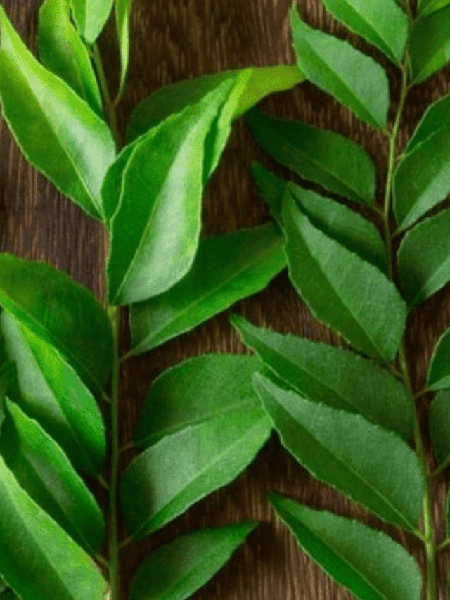 करी पत्ता खाने  के फ़ायदे – 8 Benefits of Curry Leaves