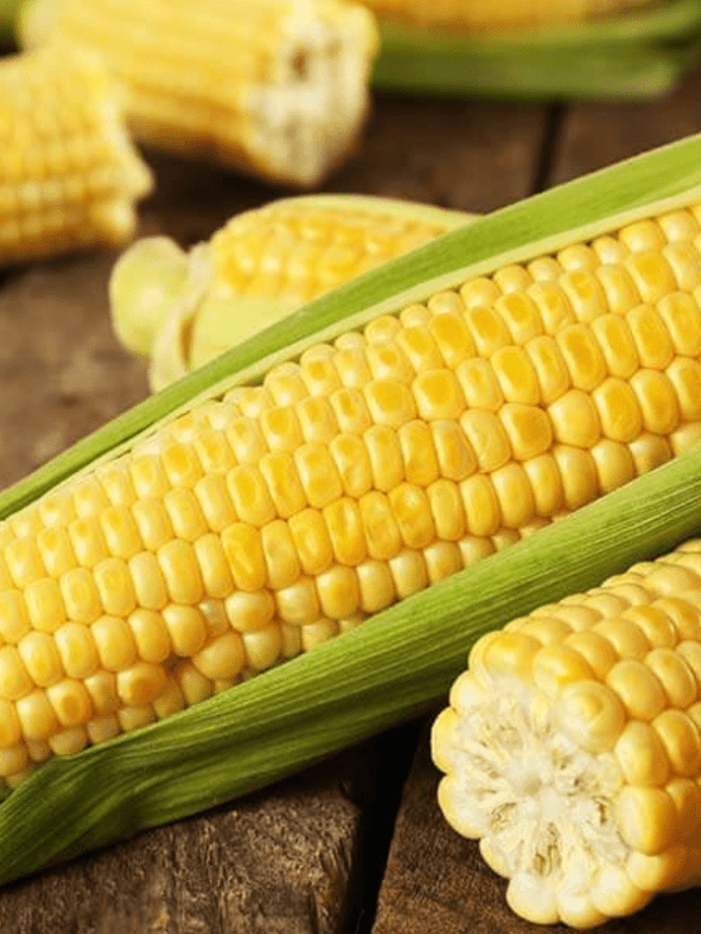 मकई या भुट्टा खाने के फायदे 8 Benefits of eating corn Hindi GupSup