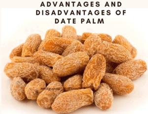 Read more about the article छुहारे के फायदे और नुकसान – Advantages and Disadvantages of Date Palm