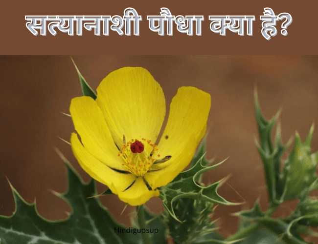 Read more about the article सत्यानाशी पौधा क्या है – 6 Benefits of Satyanashi Plant