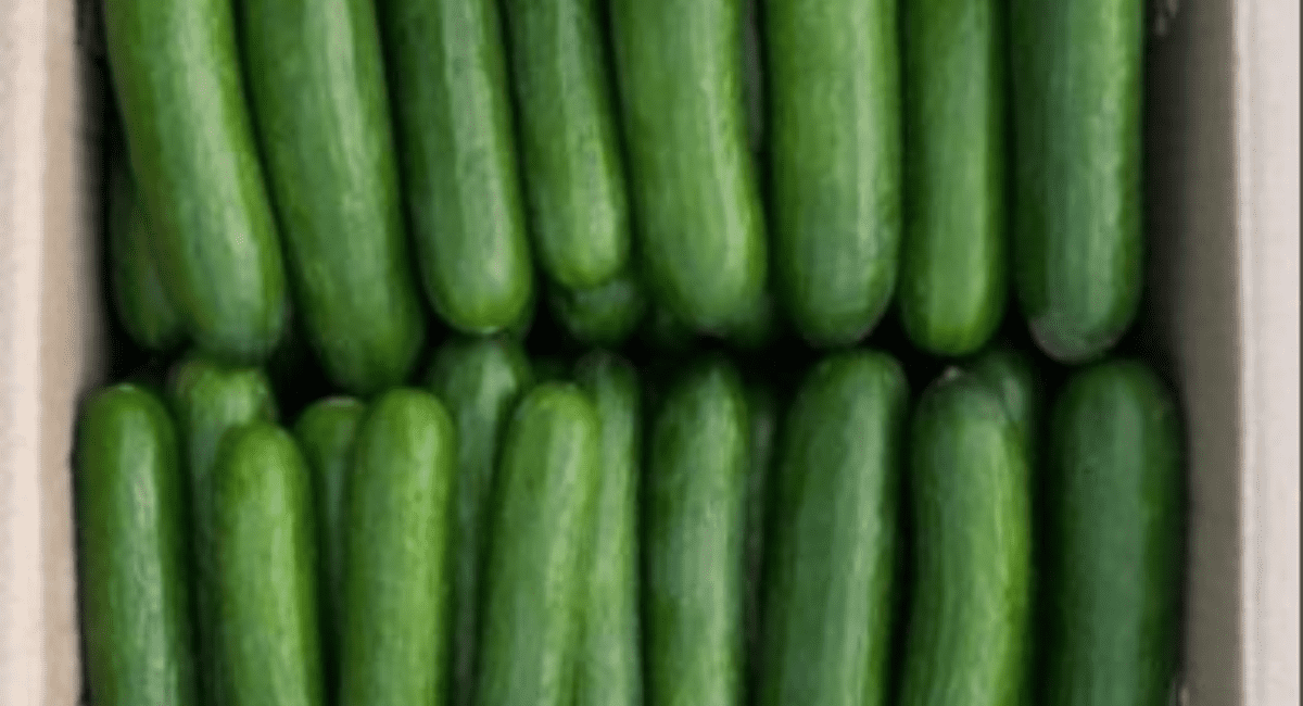 खीरा अधिक मात्रा मे खाने के नुकसान - Disadvantages of Eating Cucumber 3 खीरा अधिक मात्रा मे खाने के नुकसान - Disadvantages of Eating Cucumber