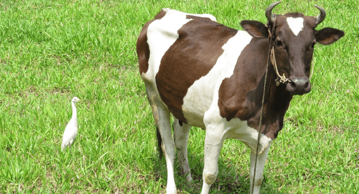 गाय को चारा खिलाने के फायदे - Benefits of Feeding Fodder to Cow