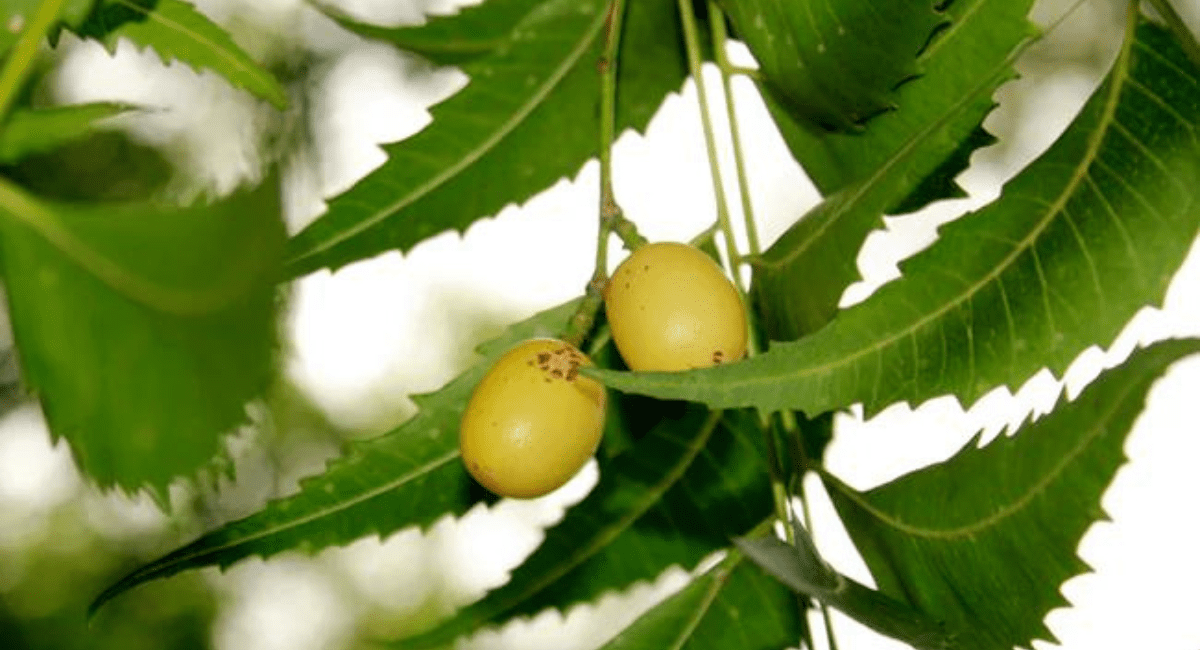 नीम के फायदे - Neem Benefits And Uses