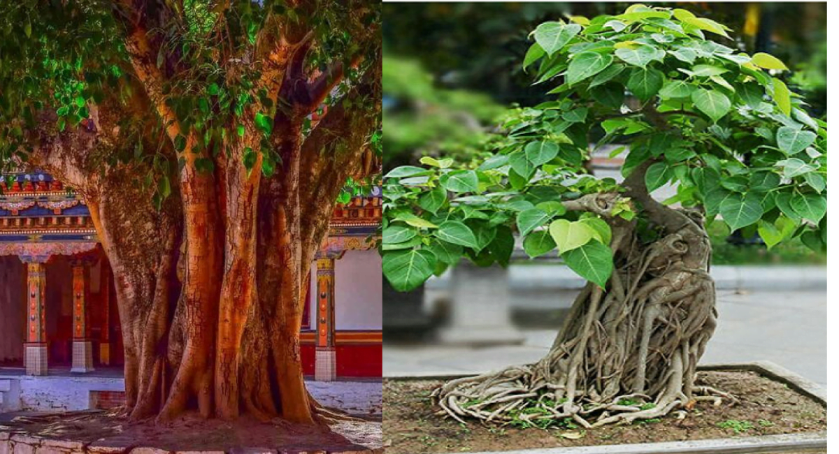 पीपल को जल क्यों चढ़ाया जाता है - Why is Water Offered to Peepal Tree
