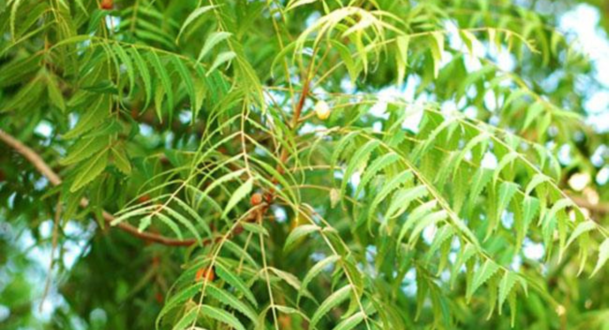 नीम के फायदे - Neem Benefits And Uses