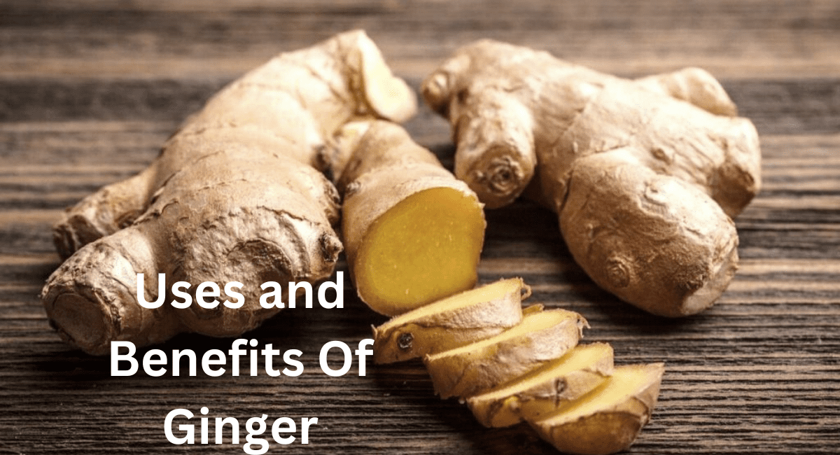 अदरक के फायदे - Uses and Benefits Of Ginger