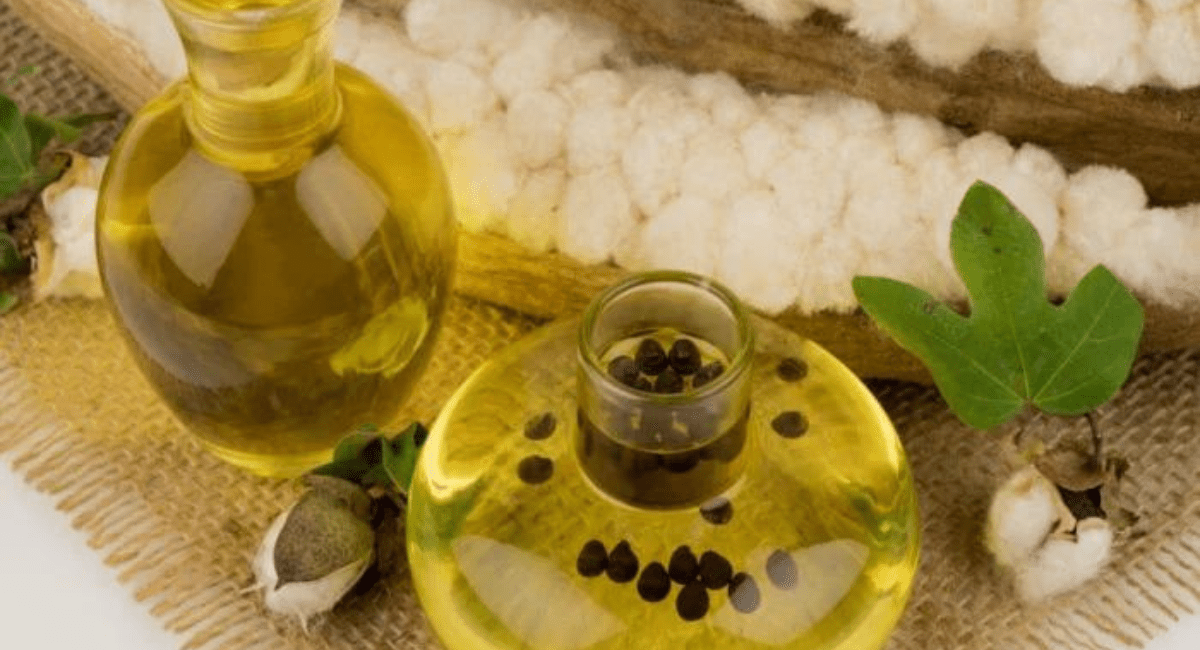 कपासिया तेल खाने के फायदे - 6 Benefits of Cotton seed Oil 