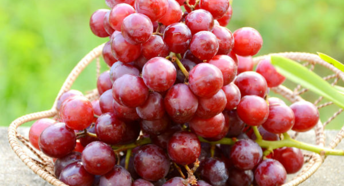 अंगूर खाने के 10 फायदे - 10 Benefits of Eating Grapes
