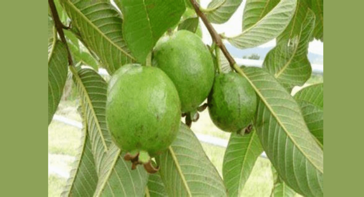 मुंह में छाले होने के कारण, मुंह के छालों का उपचार - Treatment of mouth Ulcers 4 मुंह में छाले होने के कारण, मुंह के छालों का उपचार - Treatment of mouth Ulcers