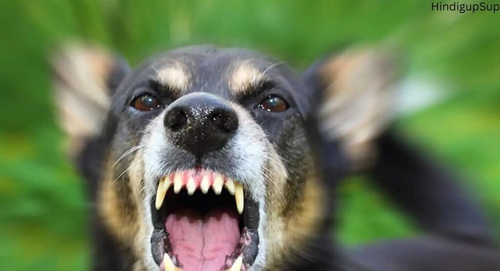 हैदराबाद में कुत्तो के हमले - Are dogs increasing the threat to society?