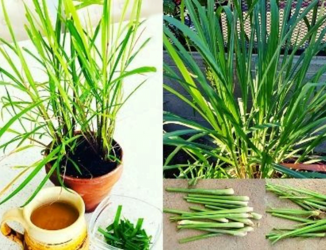 You are currently viewing लेमनग्रास क्या है और उसके फायदे – What is Lemongrass and its Benefits.