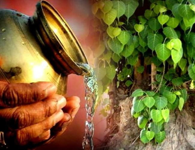 You are currently viewing पीपल को जल क्यों चढ़ाया जाता है – Why is Water Offered to Peepal Tree