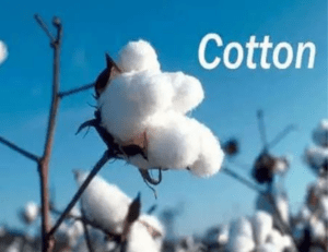 Read more about the article सूती कपड़े पहनने के फायदे – Benefits of Cotton Clothes
