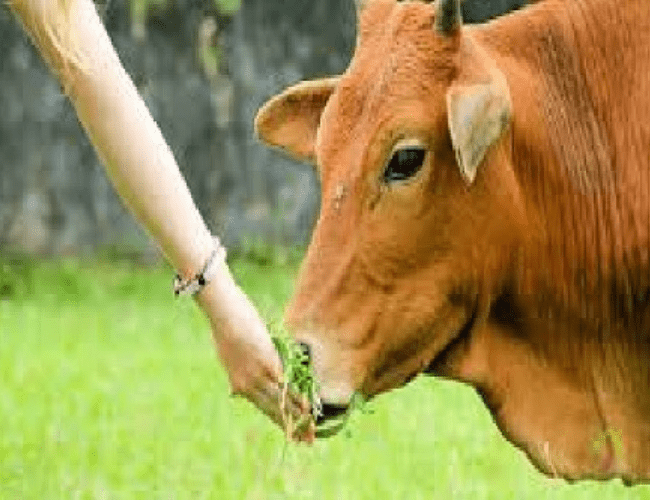Read more about the article गाय को चारा खिलाने के फायदे –  Benefits of Feeding Fodder to Cow