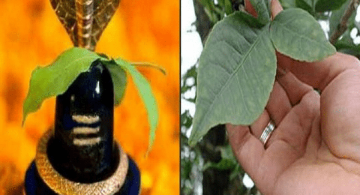 शिवजी को बेलपत्र क्यों चढ़ाया जाता है? - Why is Belpatra Offered to Lord Shiva? 3 शिवजी को बेलपत्र क्यों चढ़ाया जाता है? - Why is Belpatra offered to Lord Shiva?