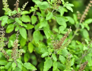 Read more about the article तुलसी का पौधा घर के आंगन में क्यों लगाया जाता है? – Importance of Tulsi Plants