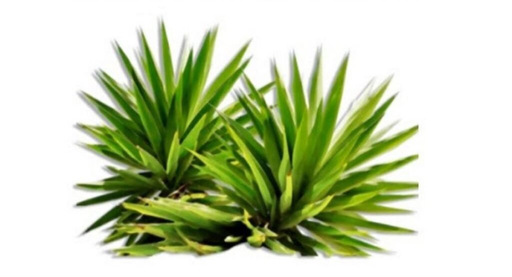 खुश और सकारात्मक वातावरण के लिए 4 सर्वश्रेष्ठ इनडोर प्लांट्स - 4 Best Indoor Plants for Happy and Positive Environment