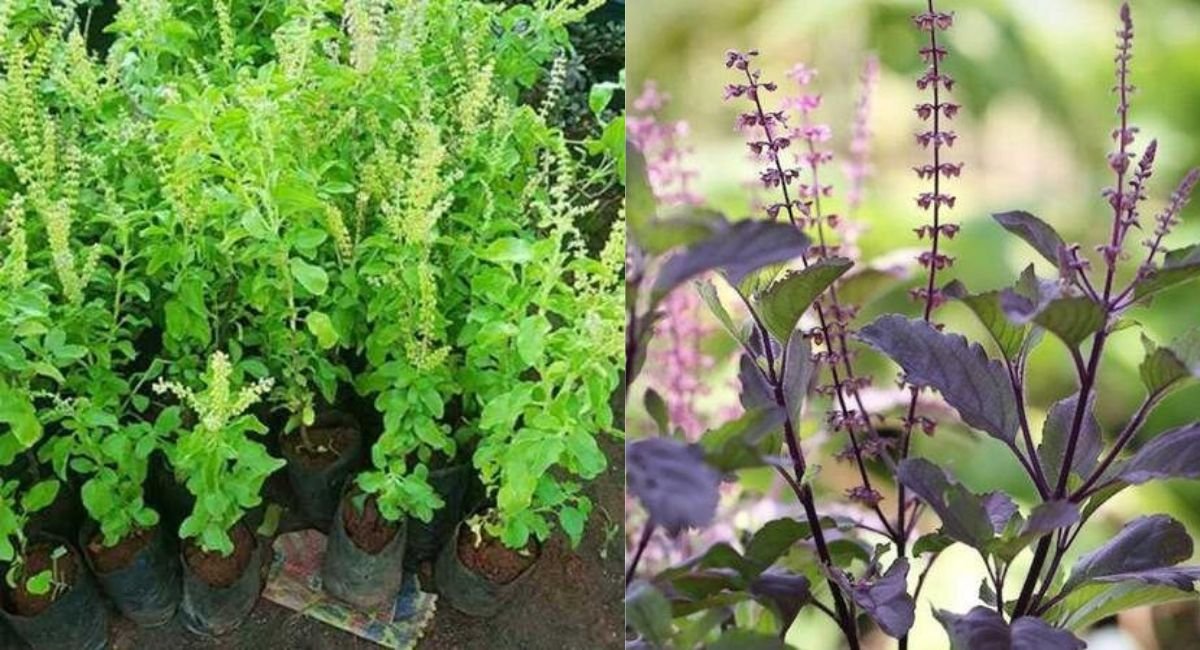 खुश और सकारात्मक वातावरण के लिए 4 सर्वश्रेष्ठ इनडोर प्लांट्स - 4 Best Indoor Plants for Happy and Positive Environment 2 खुश और सकारात्मक वातावरण के लिए 4 सर्वश्रेष्ठ इनडोर प्लांट्स - 4 Best Indoor Plants for Happy and Positive Environment