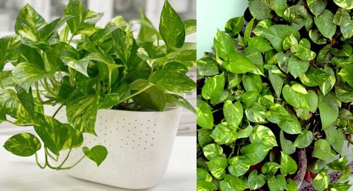 खुश और सकारात्मक वातावरण के लिए 4 सर्वश्रेष्ठ इनडोर प्लांट्स - 4 Best Indoor Plants for Happy and Positive Environment 4 खुश और सकारात्मक वातावरण के लिए 4 सर्वश्रेष्ठ इनडोर प्लांट्स - 4 Best Indoor Plants for Happy and Positive Environment