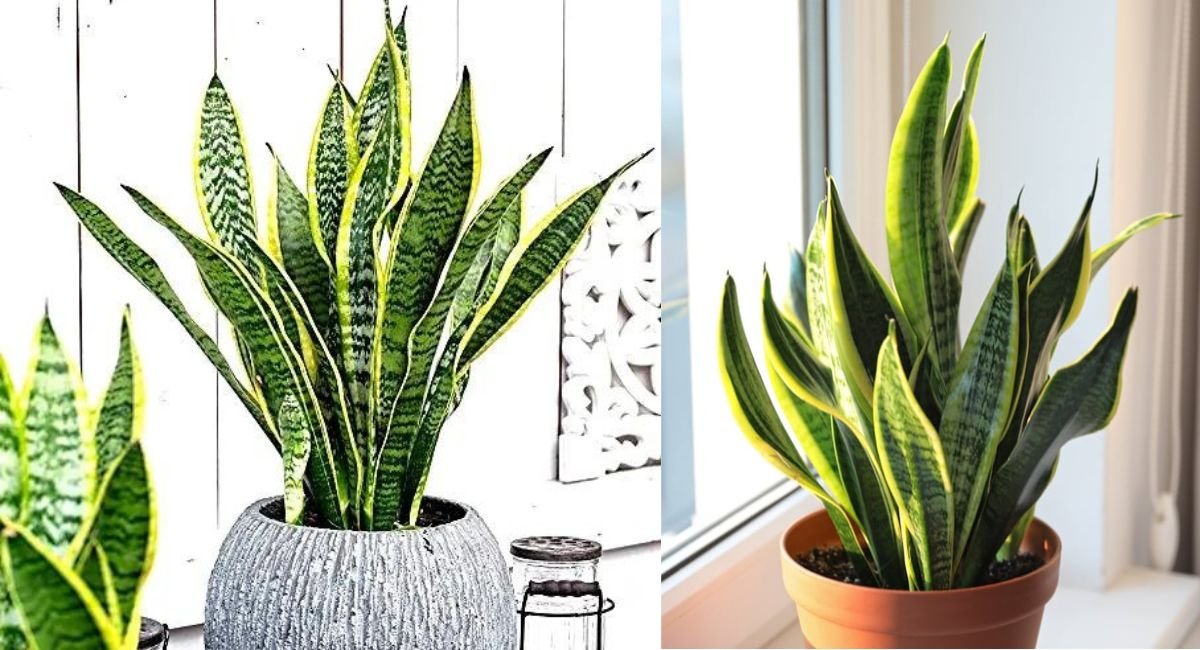 खुश और सकारात्मक वातावरण के लिए 4 सर्वश्रेष्ठ इनडोर प्लांट्स - 4 Best Indoor Plants for Happy and Positive Environment 5 पेड़-पौधे और हरियाली आपके आस-पास को रोशन करते हैं और खूबसूरती बढ़ाते हैं। हालांकि, वास्तु शास्त्र के अनुसार, ऐसे कई हाउसप्लांट हैं जो हवा को शुद्ध करते हैं और अद्भुत लाभ प्रदान करते हैं।