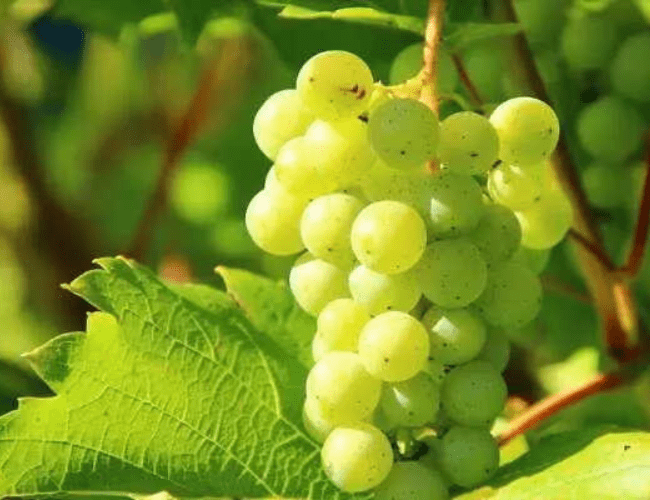 अंगूर खाने के 10 फायदे - 10 Benefits of Eating Grapes 3 अंगूर खाने के 10 फायदे - 10 Benefits of Eating Grapes