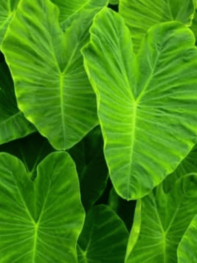 अरबी के फायदे  – 8 Benefits Of Arbi