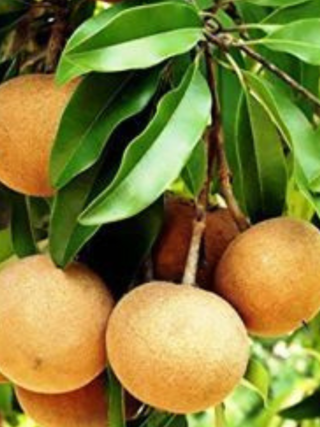 चीकू खाने के फायदे – 8 Benefits of Eating chikoo