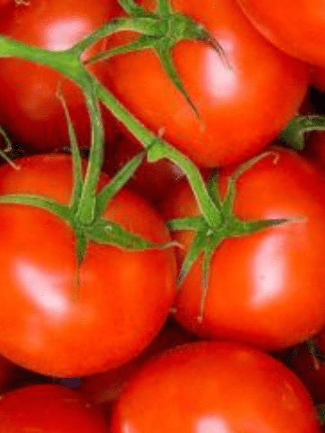 ज्यादा टमाटर खाने के नुकसान – 8 Side Effects Of Tomato