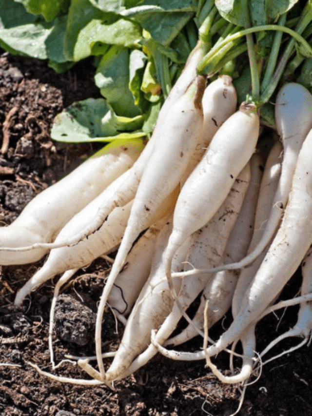 मूली खाने के फायदे – Benefits of Radish
