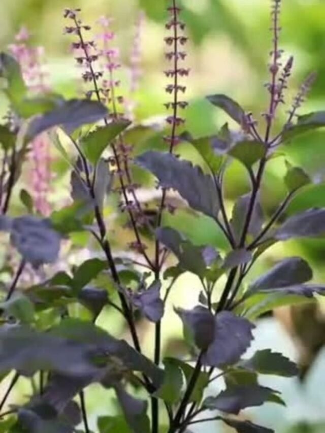 तुलसी में पाए जाने वाले पोषक तत्व – Benefits of Tulsi