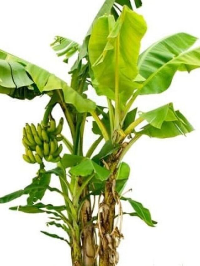 केले की जड़ के फायदे – Benefits of banana root