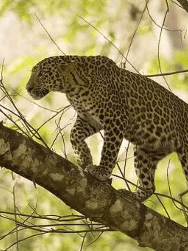 भारत के वाइल्ड लाइफ – Wildlife Sanctuaries at Home