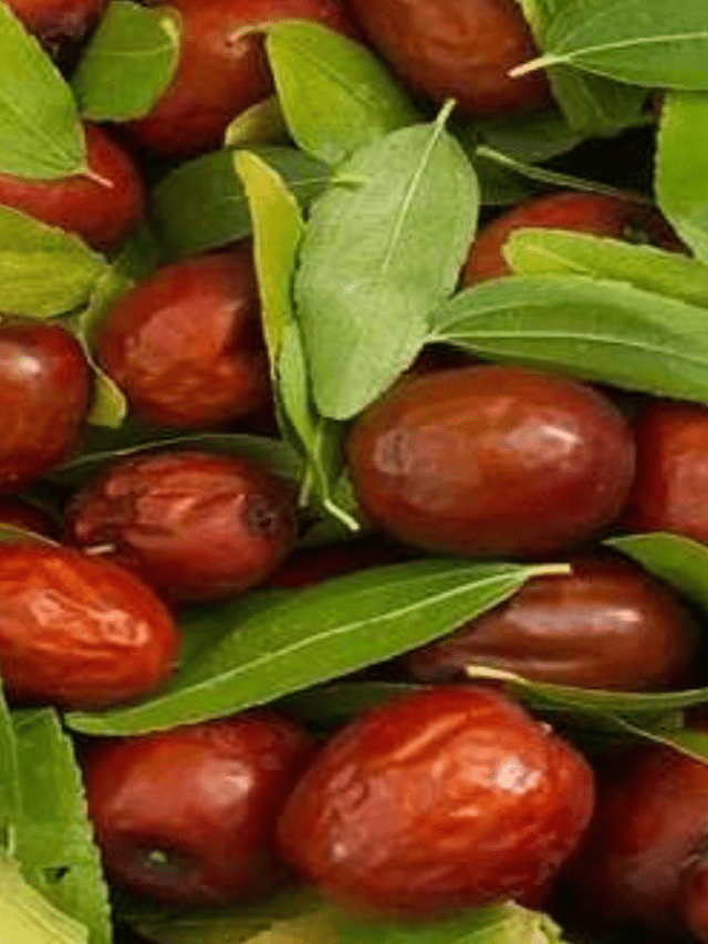 बेर खाने के 8 फायदे  –  8 Benefits of Eating Jujube