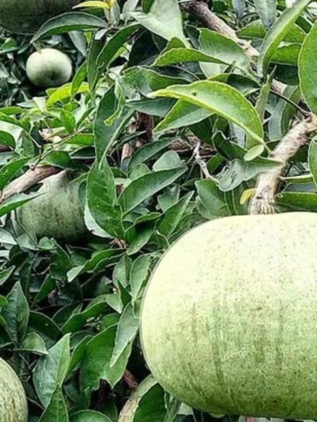 बेल पत्र खाने के फायदे