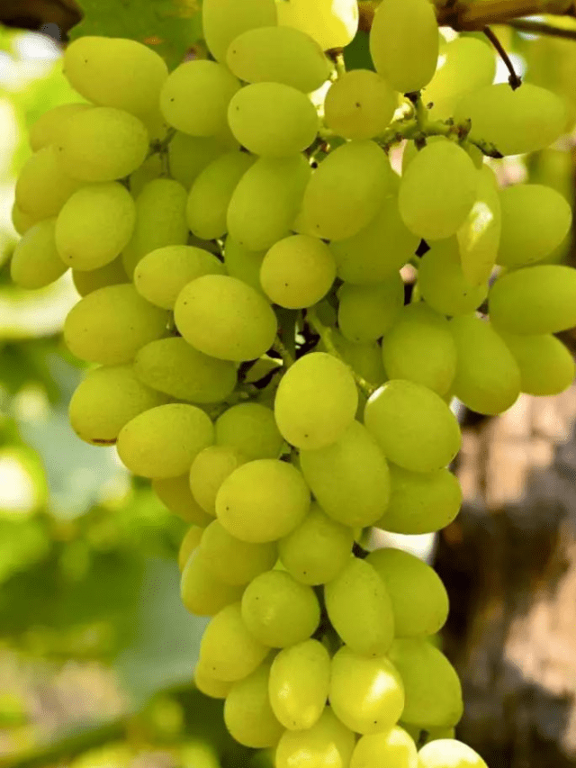 अंगूर खाने के 10 फायदे – 10 Benefits of Eating Grapes