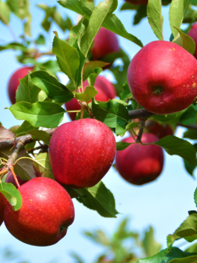 सेब खाने के फायदे – Benefits of Apple