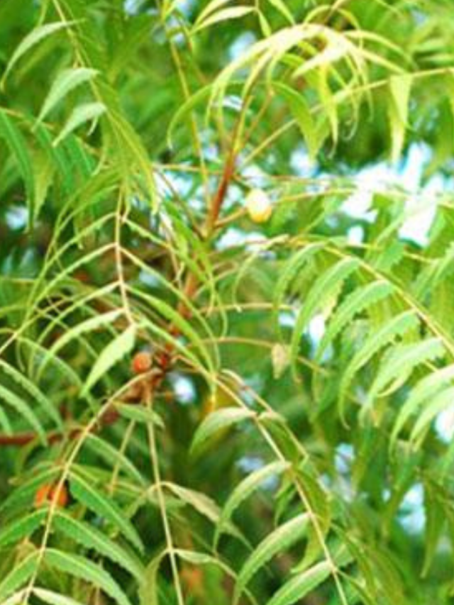 नीम के फायदे – 8 Benefits of Neem