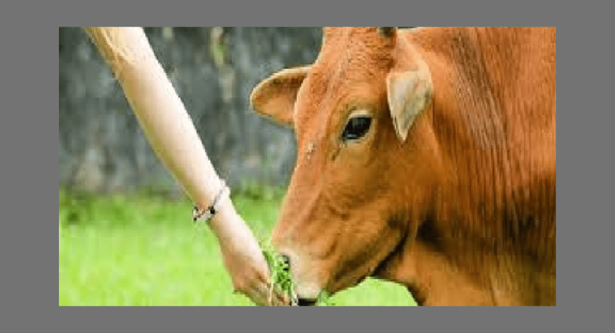 गाय को चारा खिलाने के फायदे - Benefits of Feeding Fodder to Cow