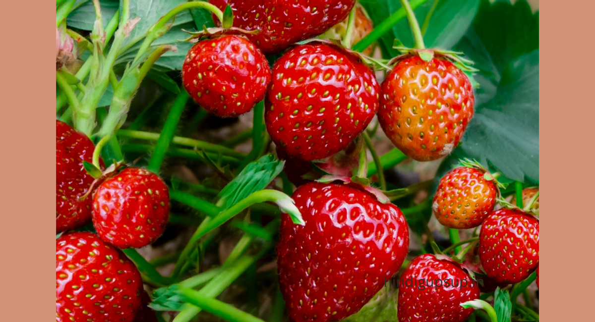 विटामिन-c की कमी को दूर करने के 8 उपाय - Health Benefits of Vitamin-C 8 विटामिन-c की कमी को दूर करने के उपाय - Health Benefits of Vitamin-C