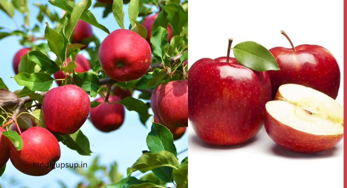 सेब खाने के फायदे - Benefits of Apple 3 सेब खाने के फायदे - Benefits of Apple